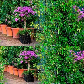 Bougainvillea-Hochstamm-im-Korb.jpg